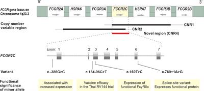 An HIV Vaccine Protective Allele in FCGR2C Associates With Increased Odds of Perinatal HIV Acquisition